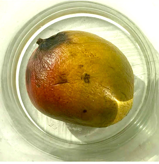 Mango 34
